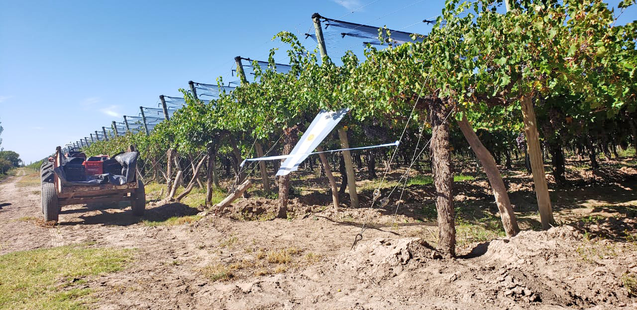 Mendoza Activa: “San Rafael  es el principal departamento  en inversiones en el agro”