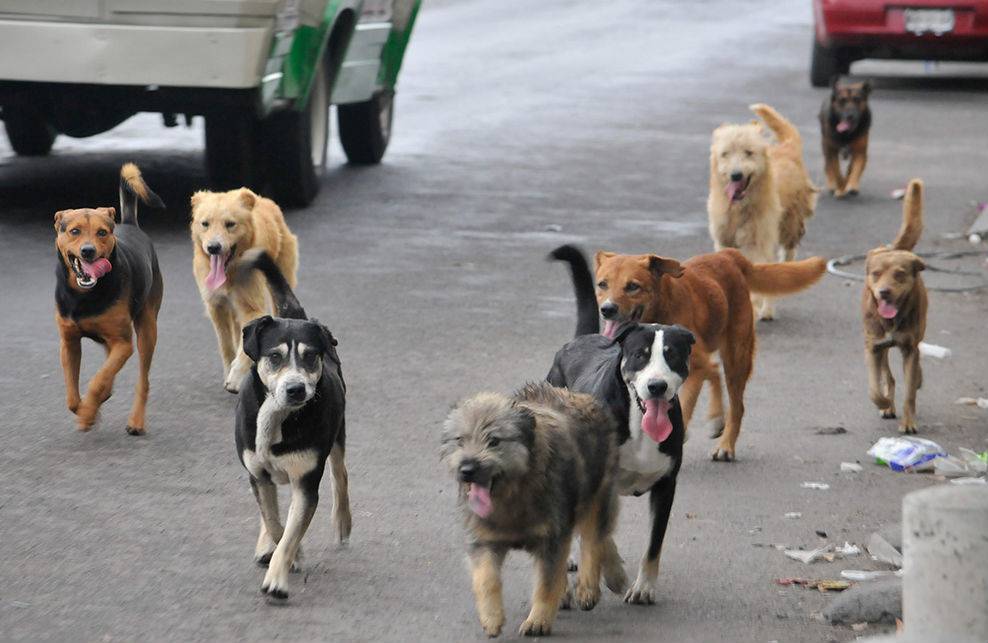 Festejarán el “Día del Animal”  ayudando a las mascotas sin hogar