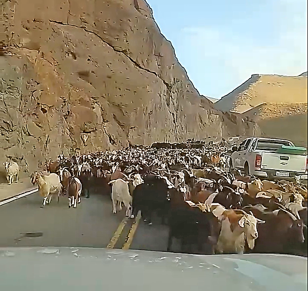 Fin de la veranada: la imagen  viral de cientos de cabras  bajando por el Paso Pehuenche