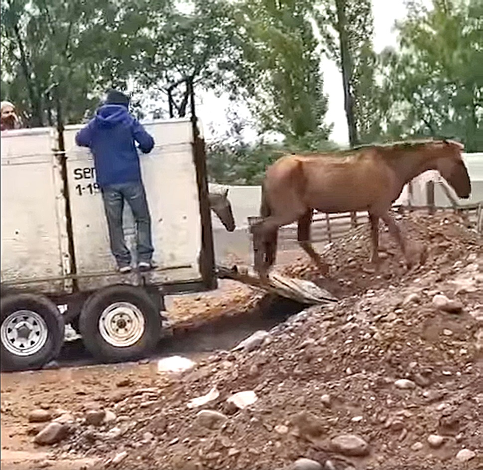 Siguen solicitando fondos para cuidar a los caballos  rescatados de las “fincas del horror”