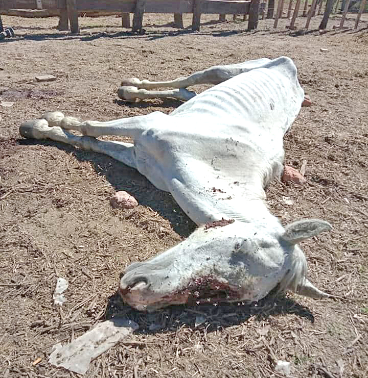 Fincas del horror: hoy habrá una concentración  para reclamar “justicia”