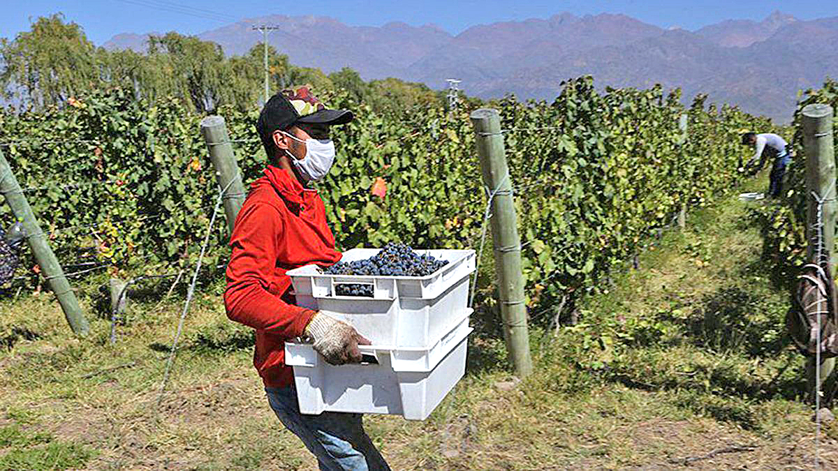 Proponen que se provea  de ropa de trabajo acorde  a los trabajadores de viña