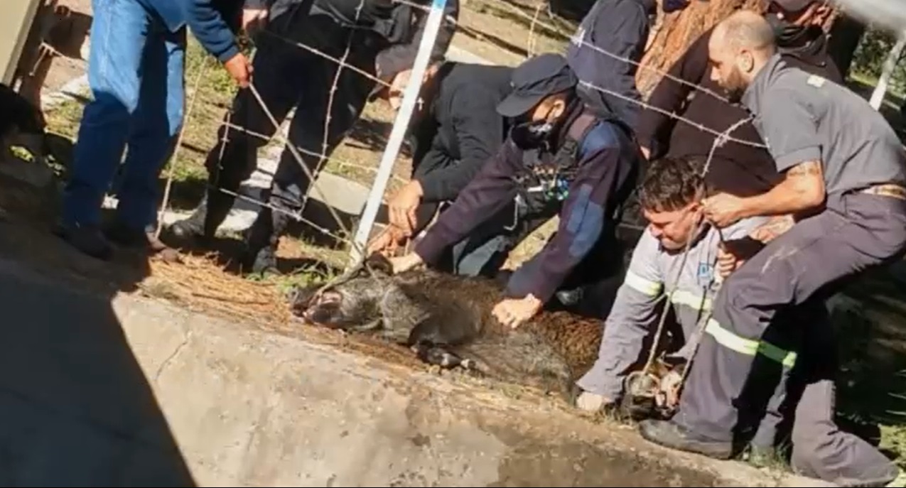 Rescataron un jabalí  que había caído al interior  del canal Marginal