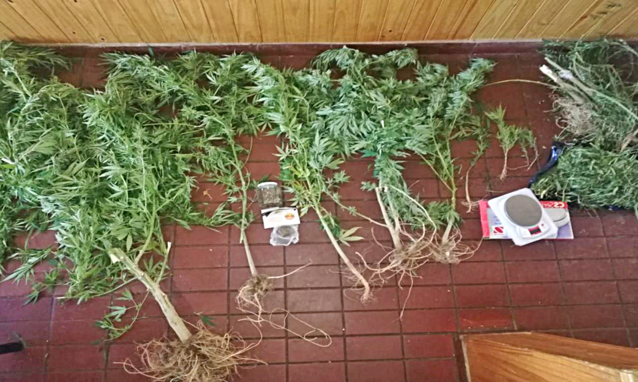 Secuestran más de 6 kilos de marihuana en Malargüe
