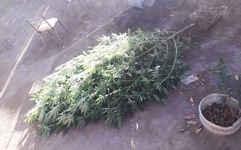 Secuestran más  de dos kilos de  marihuana en  Malargüe: un detenido