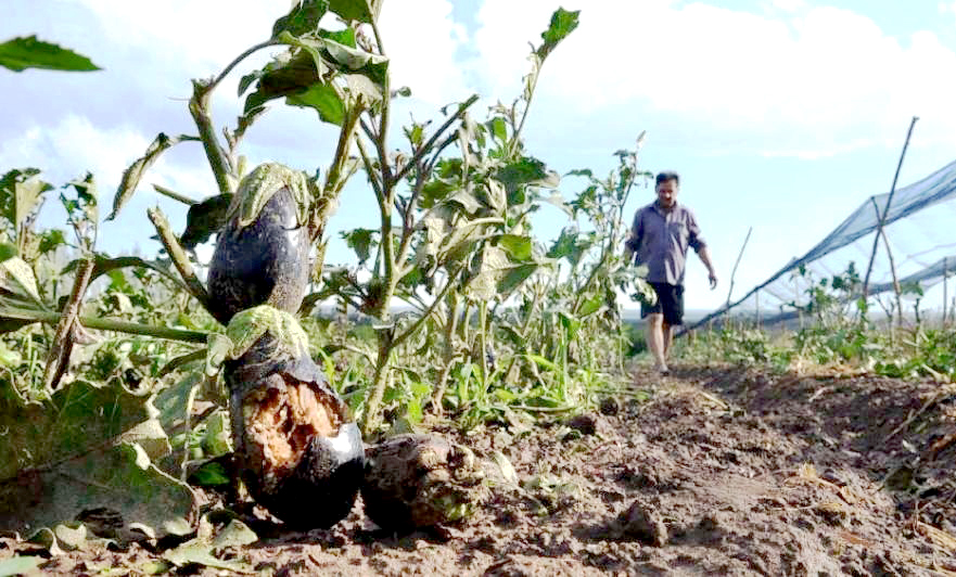 Seguro Agrícola: el 86%  de los productores que reciben pagos compensatorios son  de San Rafael y Alvear