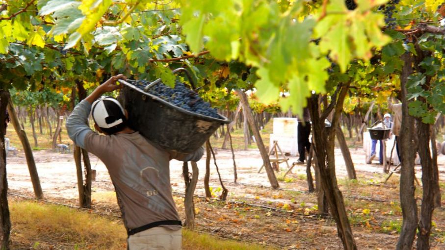 Realizan un balance  de la Vendimia 2021  y pronostican mayor cosecha