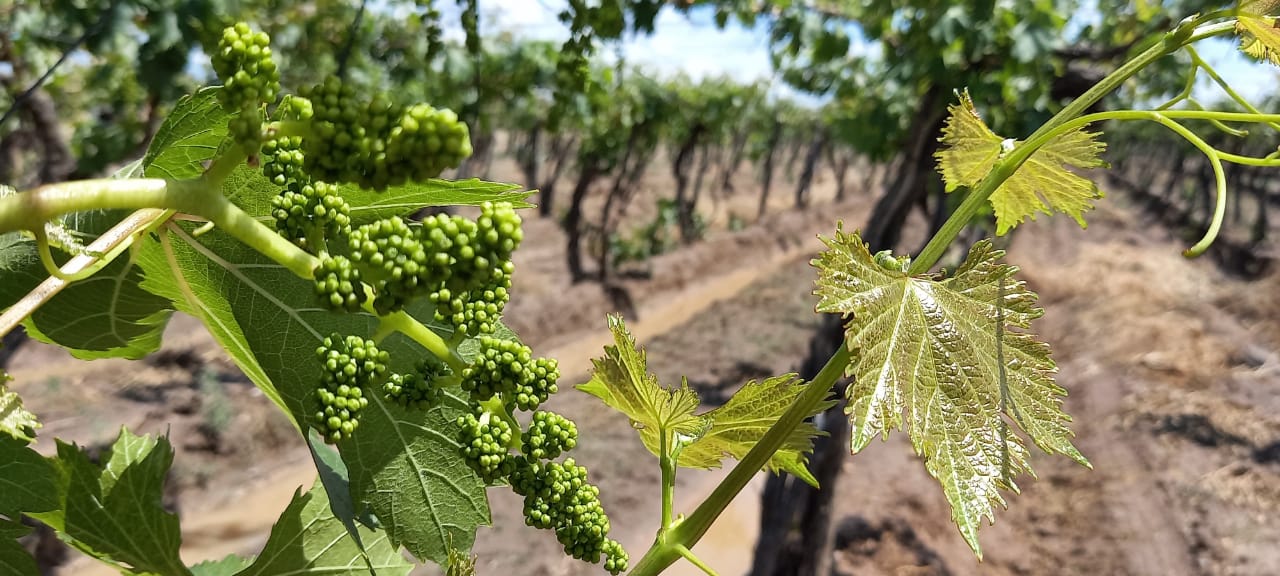 Mendoza Activa: las inversiones en el agro se acercan a $1.500 millones
