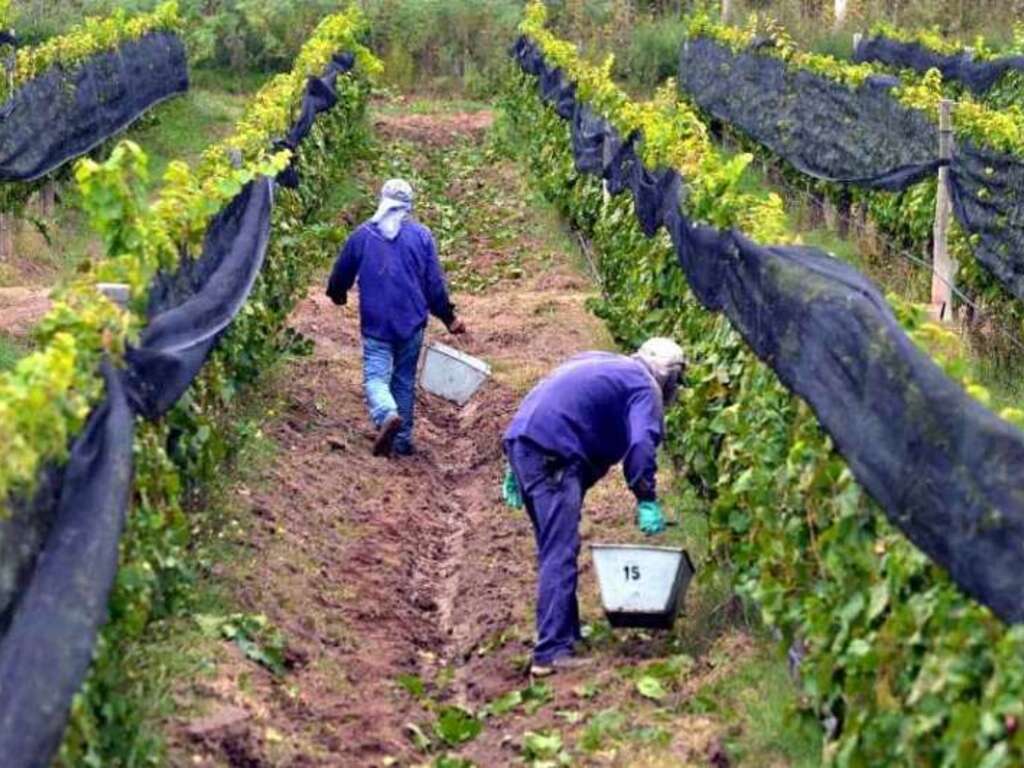 Los resultados del nuevo operativo de anticipo de cosecha