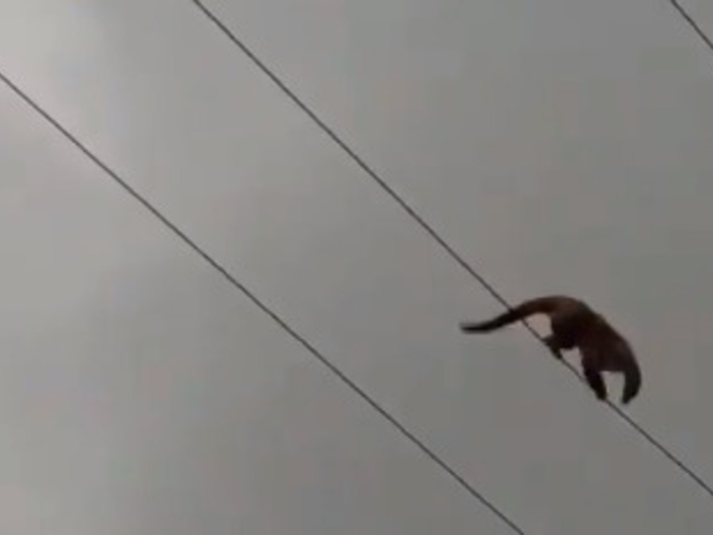 El Gobierno dice que el mono que murió electrocutado «no sería» del Ecoparque