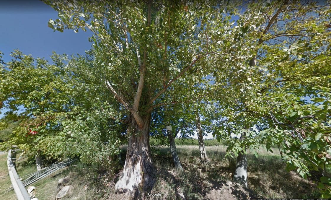 Real del Padre: Trabajaba en una finca y murió aplastado por un árbol