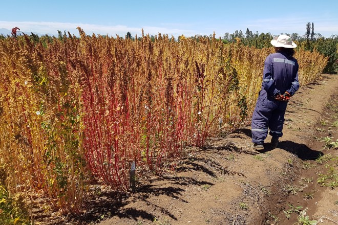 Buscan reintroducir  las plantaciones de  quínoa en San Rafael