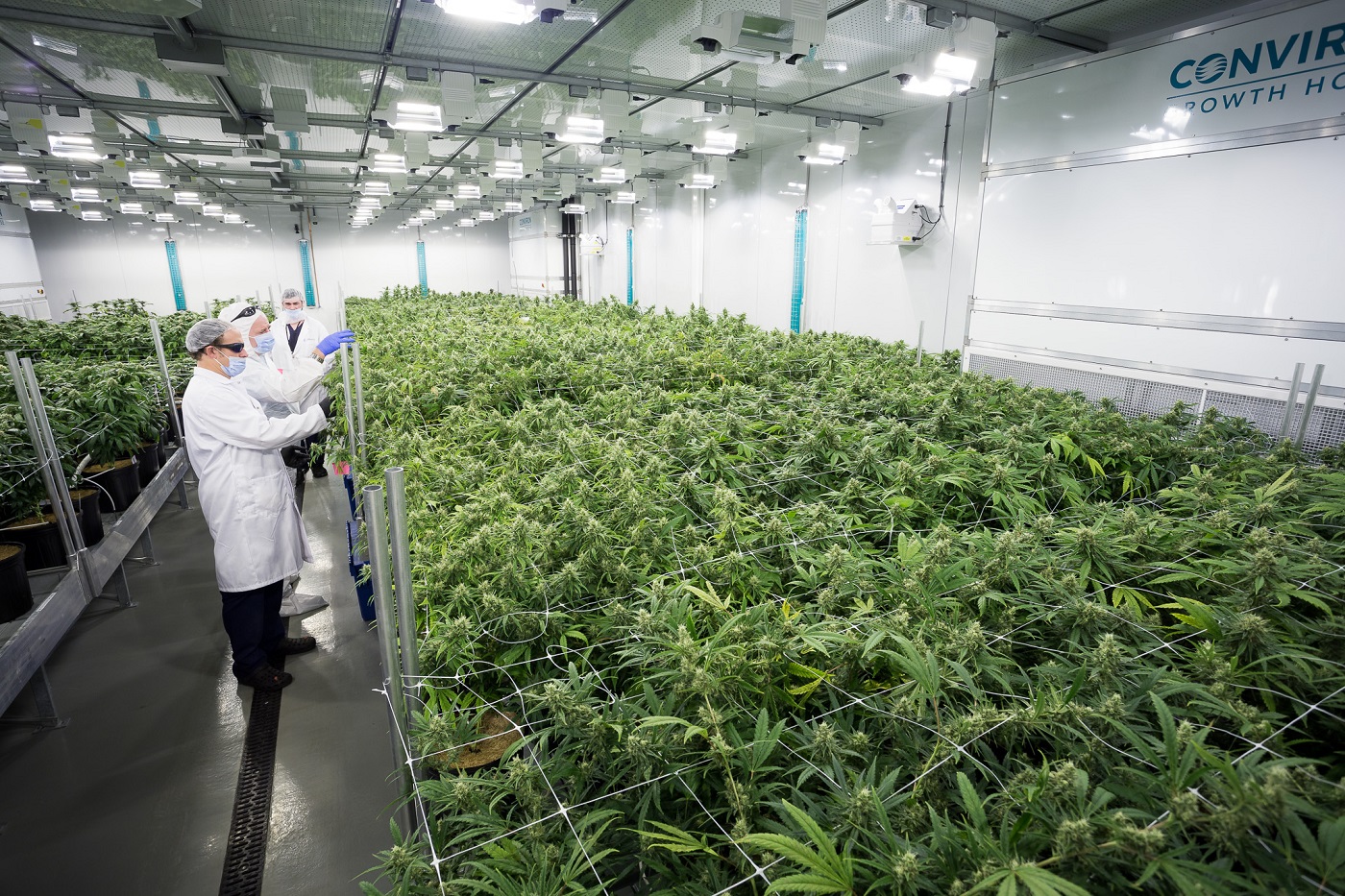 Cómo funciona la Unidad de Control de  Cannabis con fines medicinales y terapéuticos
