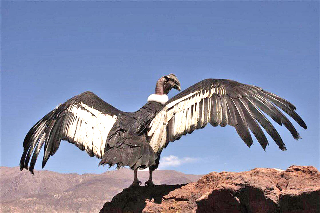 La Fundación Bioandina y Aerolíneas  Argentinas firmaron convenio  para el traslado de cóndores rescatados