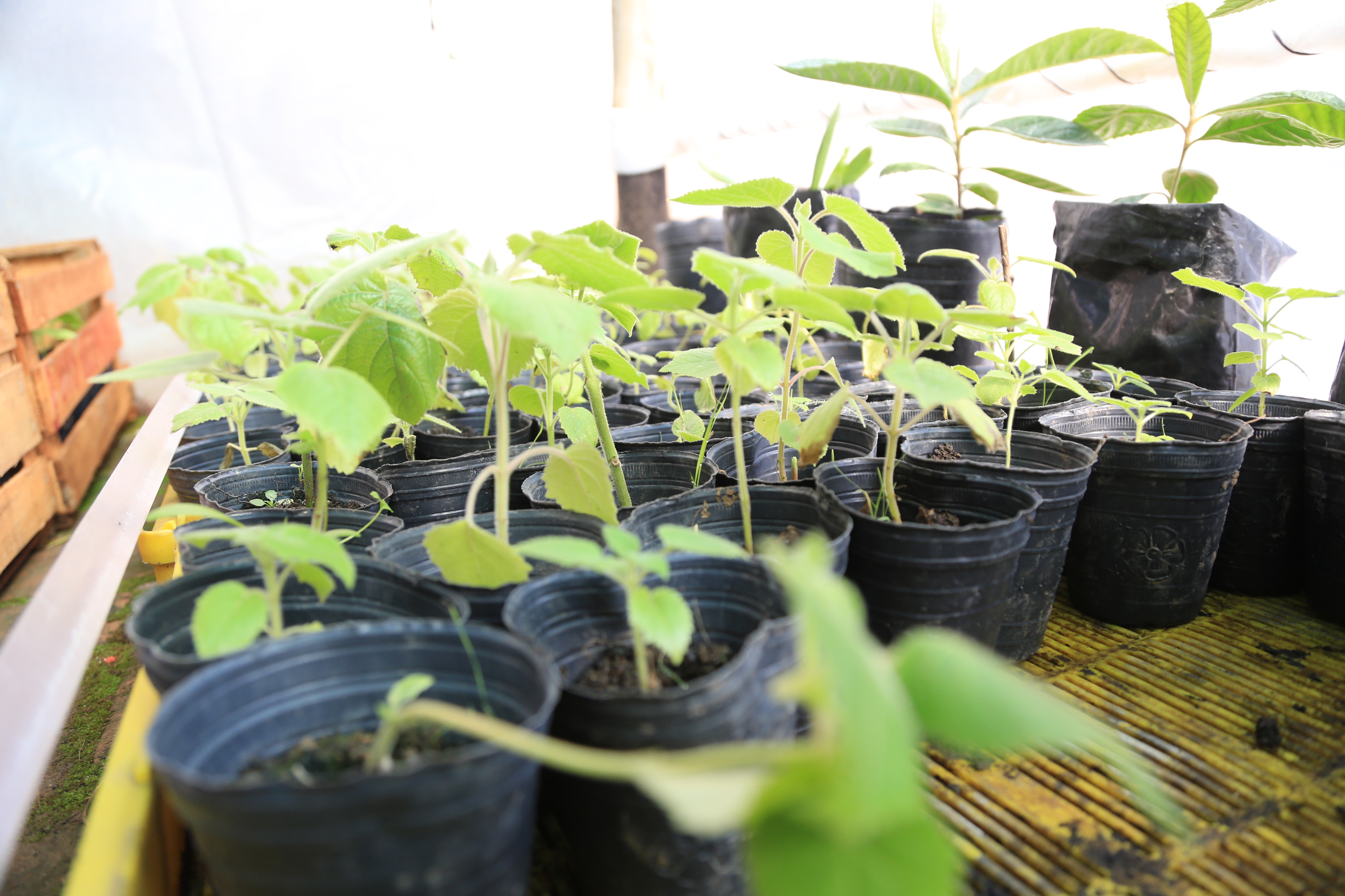 Desde el INTA resaltaron el mayor  interés por las huertas urbanas y rurales