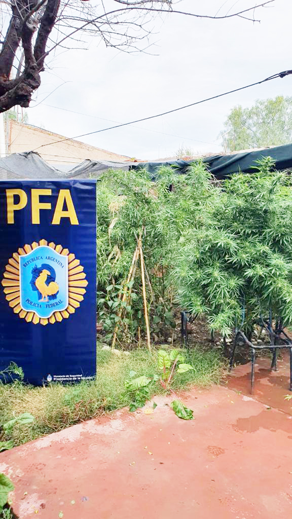 La Policía Federal desmanteló una plantación de marihuana