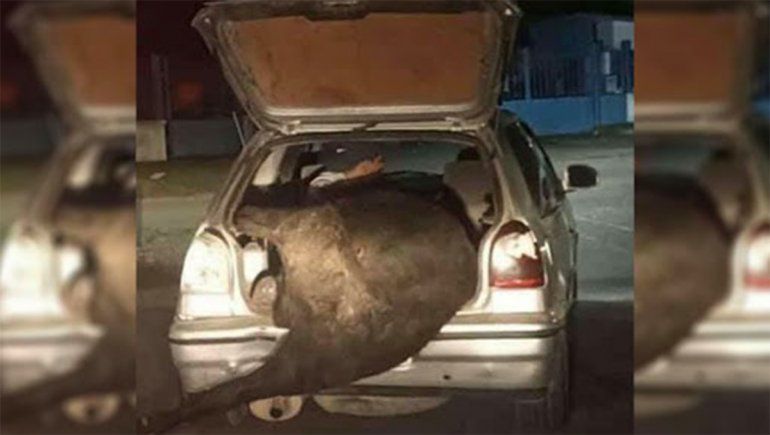 Córdoba: Volcó un camión con ganado y se llevó una vaca de 700 kilos en el baúl