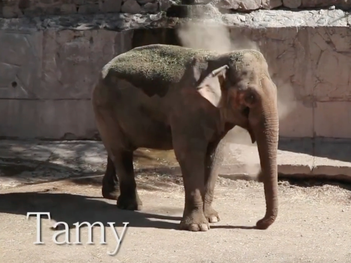 Santi Maratea ayudará a llevar al elefante Tamy de Mendoza a Brasil