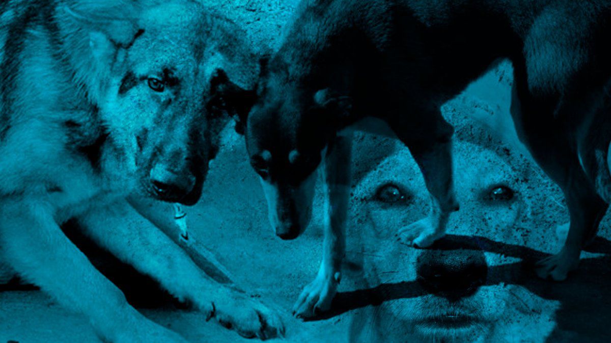 Tucumán: le dictan una perimetral por abusar de su perra