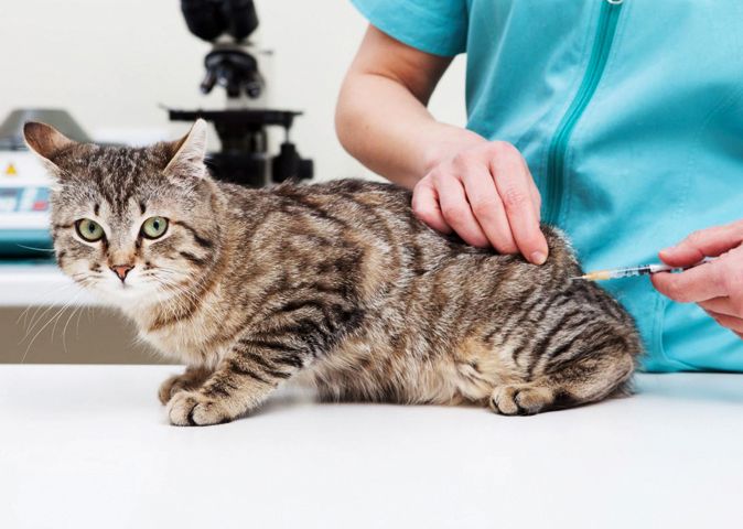 Consejos a tener en cuenta sobre la rabia en animales