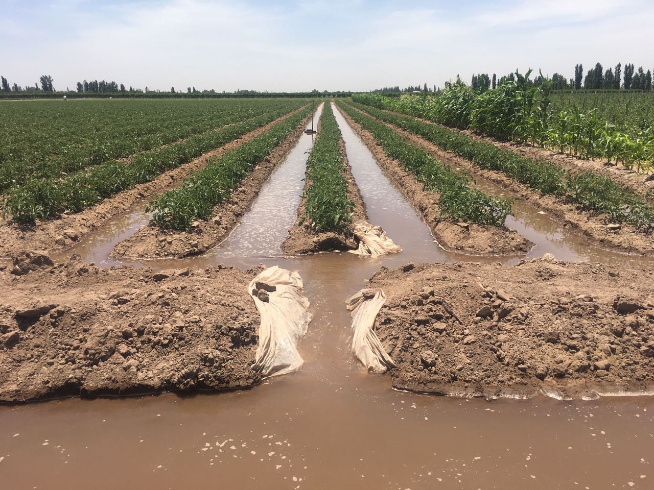 Desarrollarán parcelas piloto para promover  la eficiencia en el riego intrafinca