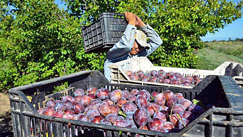 En julio relevarán  a unos 4 mil  productores de  ciruelas del oasis Sur