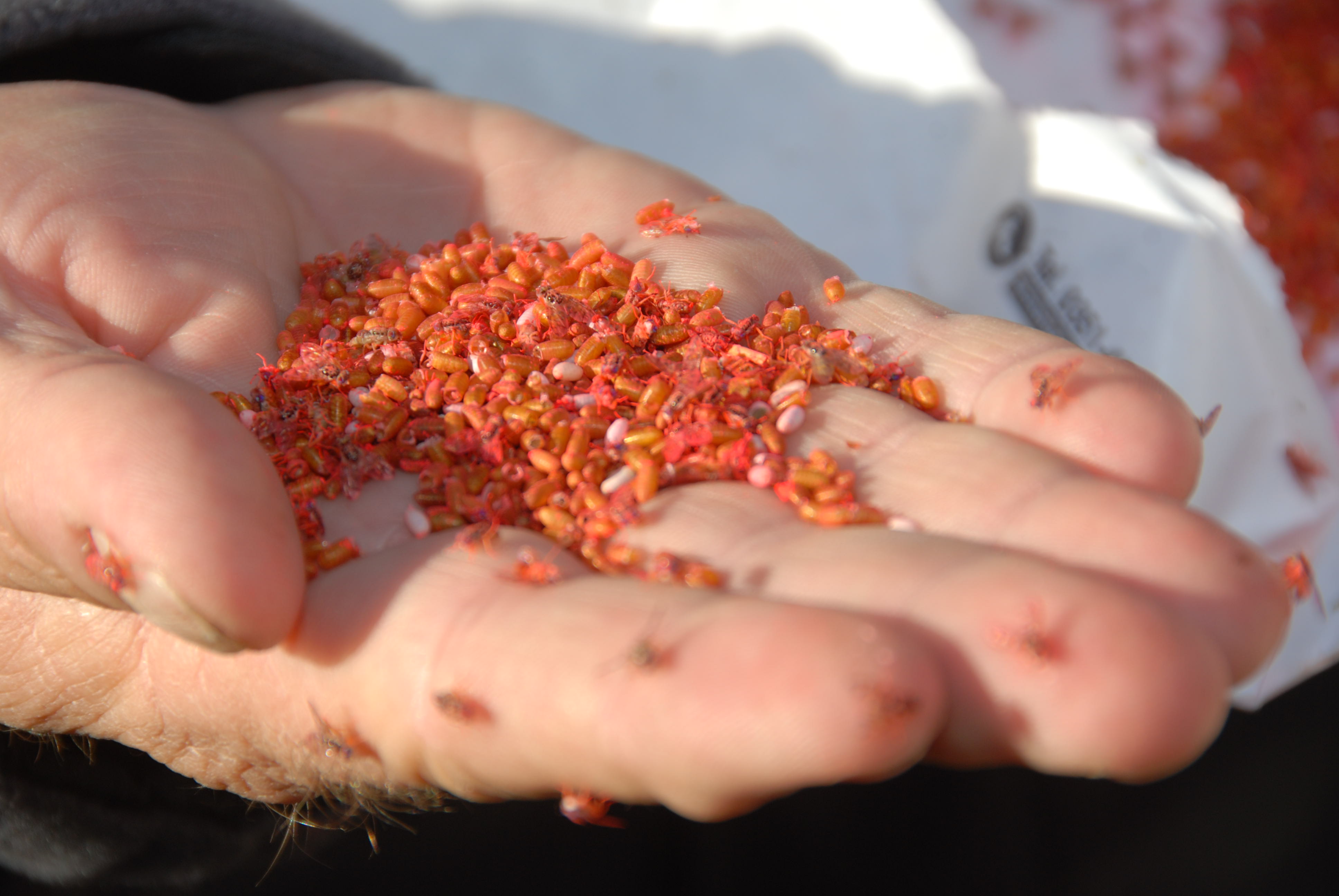 La ONU destaca el control de la mosca del Mediterráneo en Mendoza y la Argentina