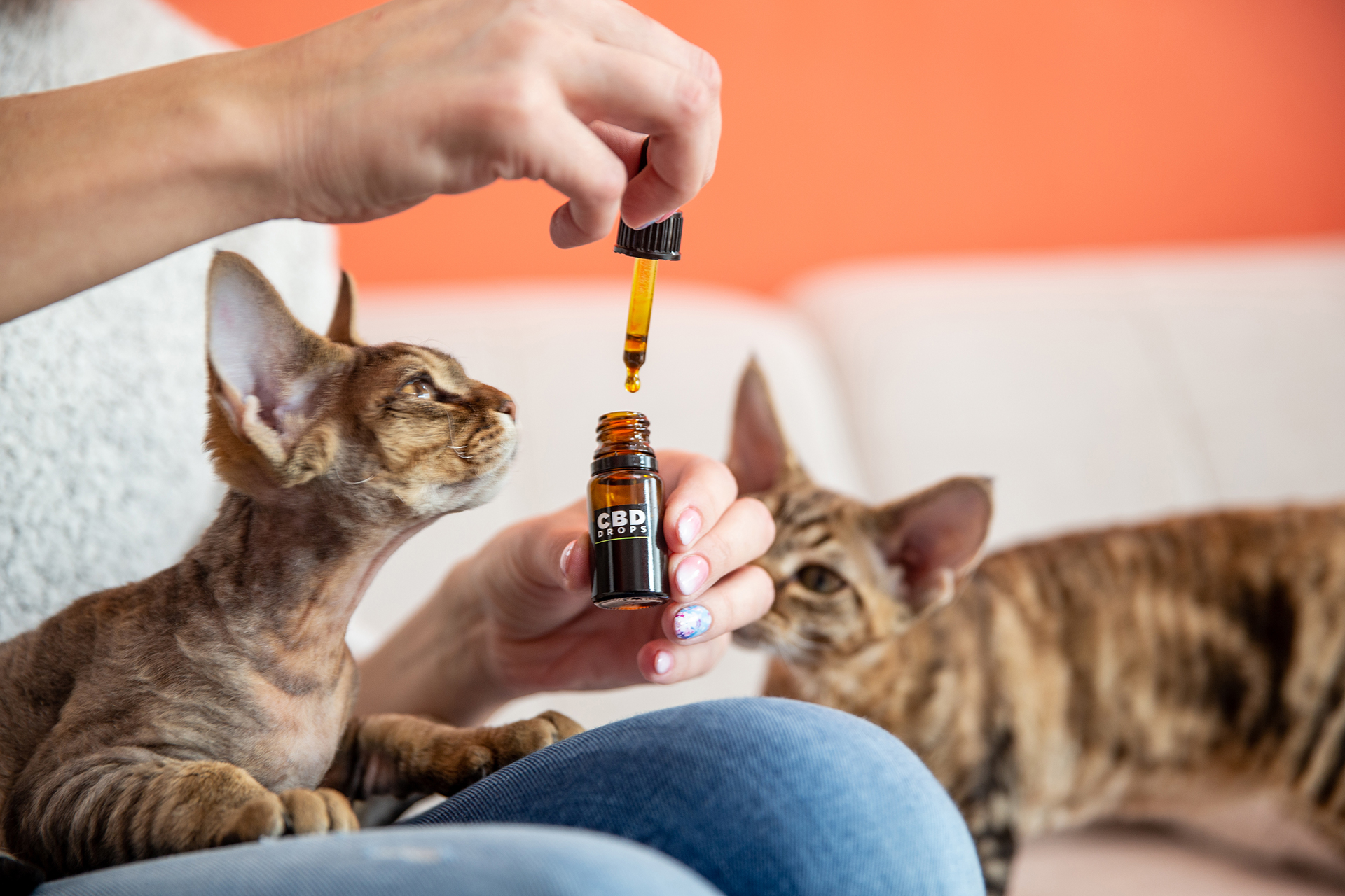 Veterinarios piden poder tratar animales  con aceite de cannabis