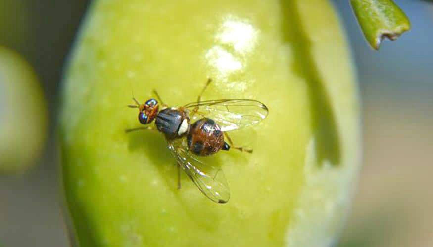 Lucha contra la mosca del Mediterráneo: deben  cosecharse los cítricos antes del 30 de agosto