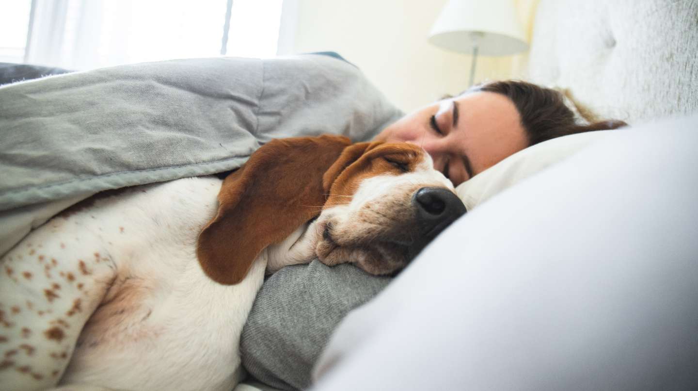 El peligroso gen mcr-1: científicos instan a que los dueños de mascotas dejen de compartir la cama con sus perros por una bacteria mortal