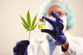 Industria y salud van “de la mano” con el cannabis medicinal