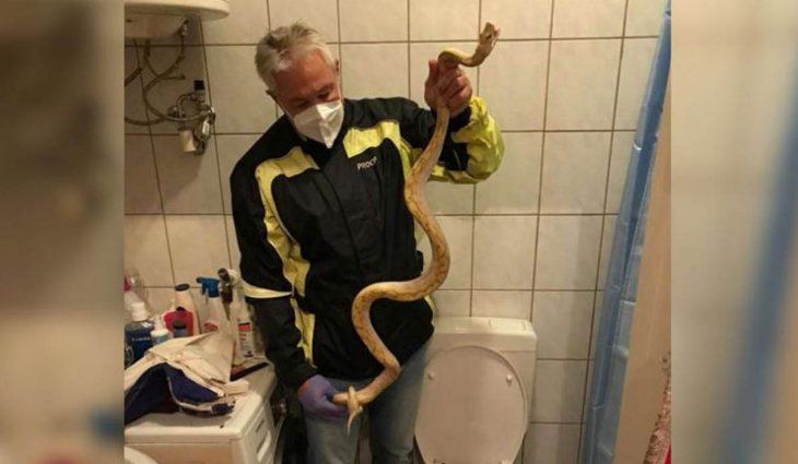Fue al baño y una serpiente pitón le mordió los testículos