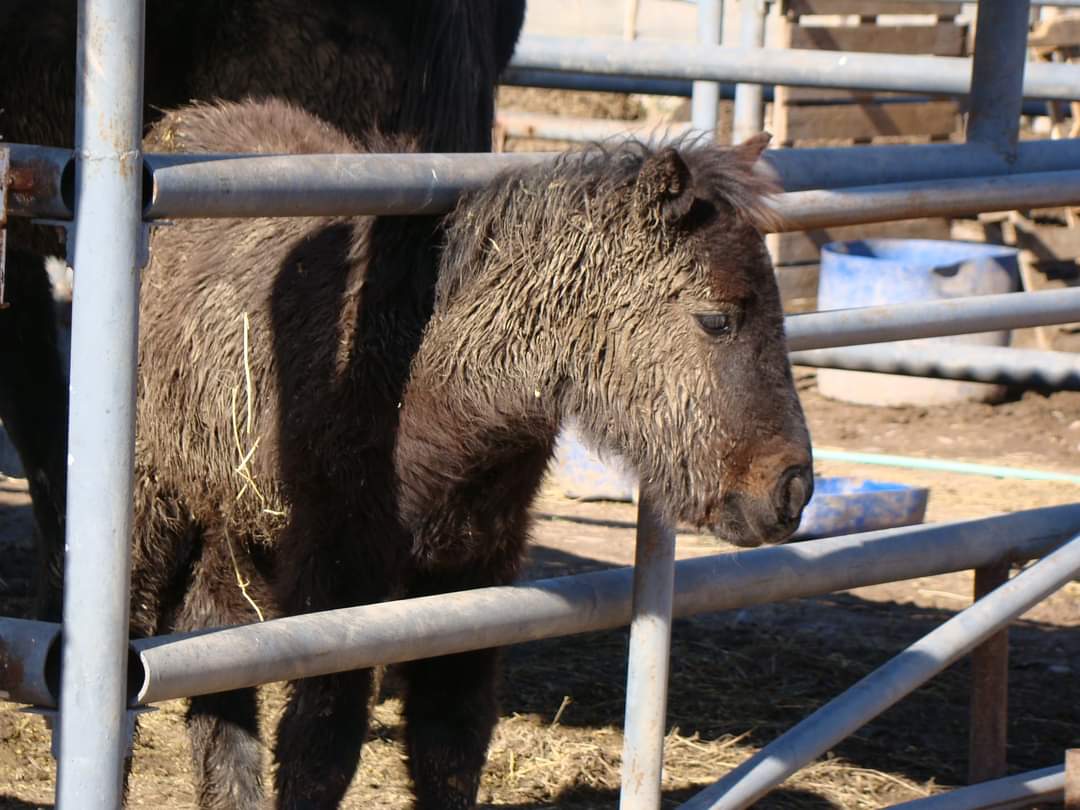 Fincas del horror: aseguran  que la Justicia trabaja con lentitud