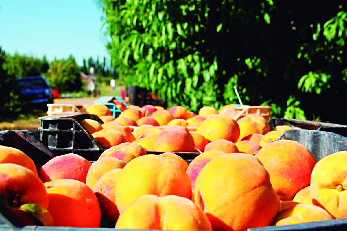 Economía convocó a autoridades  de la asociación de productores y  exportadores de frutas frescas de Mendoza