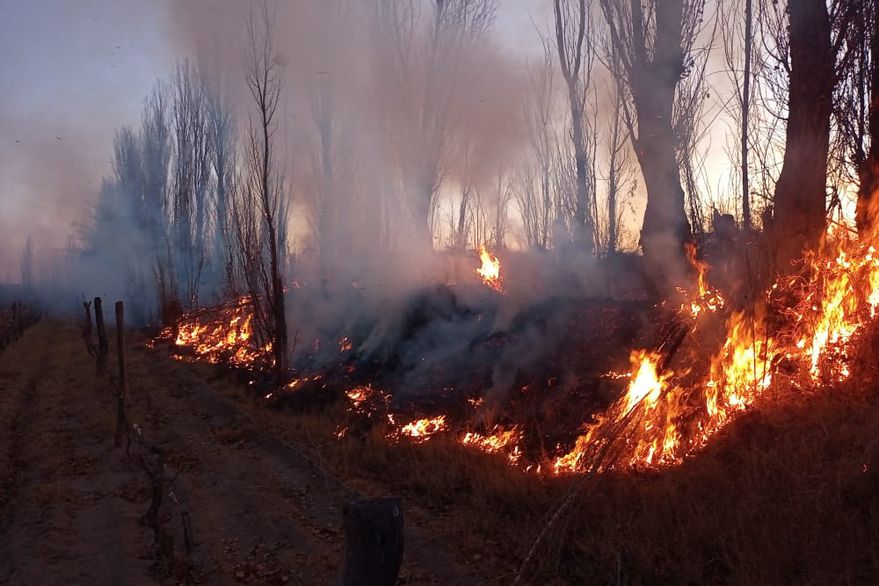 Junín: Sufrió un incendio en parte de un viñedo y afirma que fue intencional