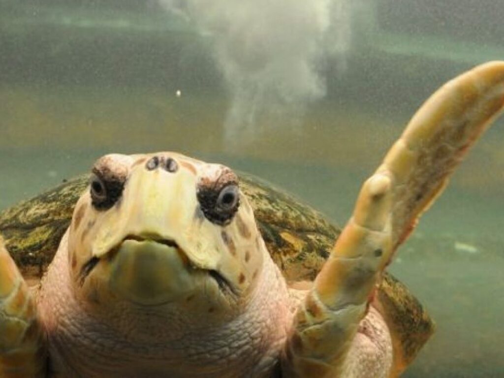 Tortugo Jorge: la Justicia desestimó liberarlo en el mar