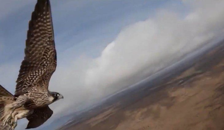VIDEO: un halcón capturó un drone y se lo llevó a su nido