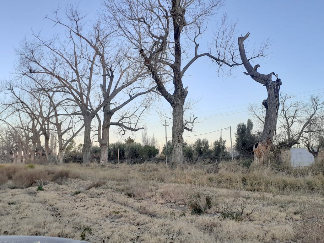 Vecinos de calle Sardi preocupados por la posible caída de gran  cantidad de árboles secos