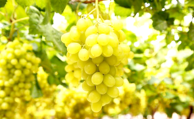 El INTA trabaja en la multiplicación de variedades de uva sin semilla