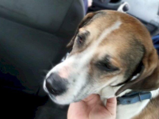 Aberrante: violaba a su perra, vecinos la rescataron y el dueño la secuestró