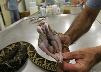Aseguran que el veneno de una serpiente sudamericana es capaz de inhibir el covid