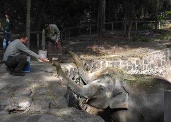 Comienza el operativo de traslado de las elefantes del Ecoparque de Mendoza
