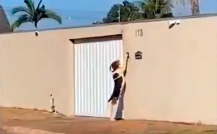 Fin del misterio de los timbres que sonaban solos: era un perrito