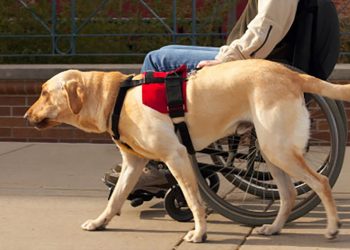 Senado provincial adhirió a la ley nacional sobre libre circulación de personas con perros de asistencia