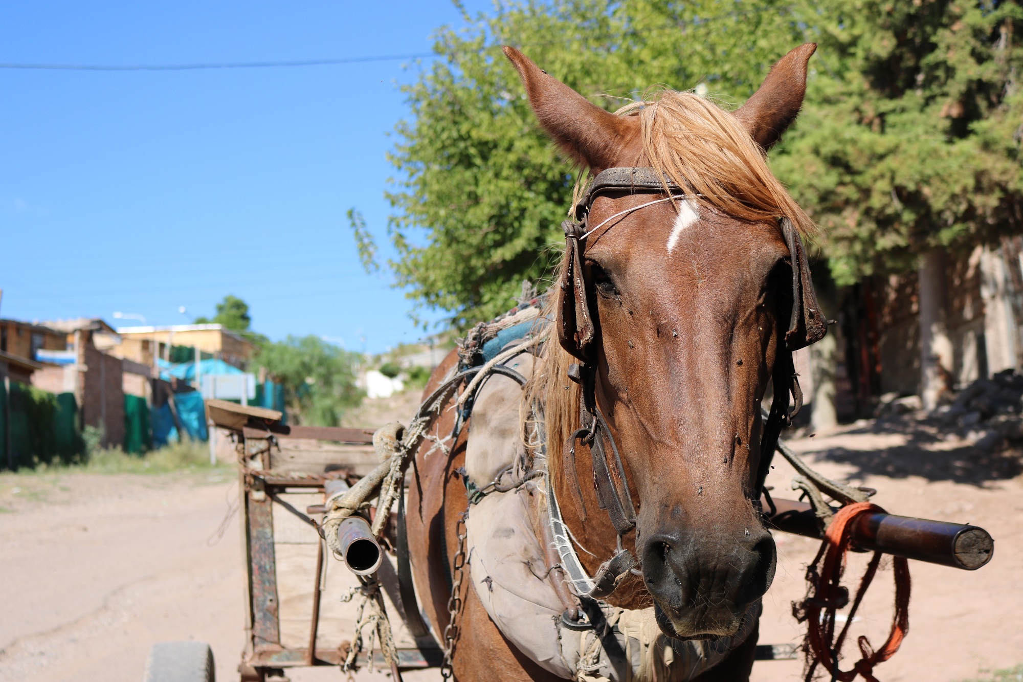 Proponen prohibir la tracción a sangre  en la provincia de Mendoza
