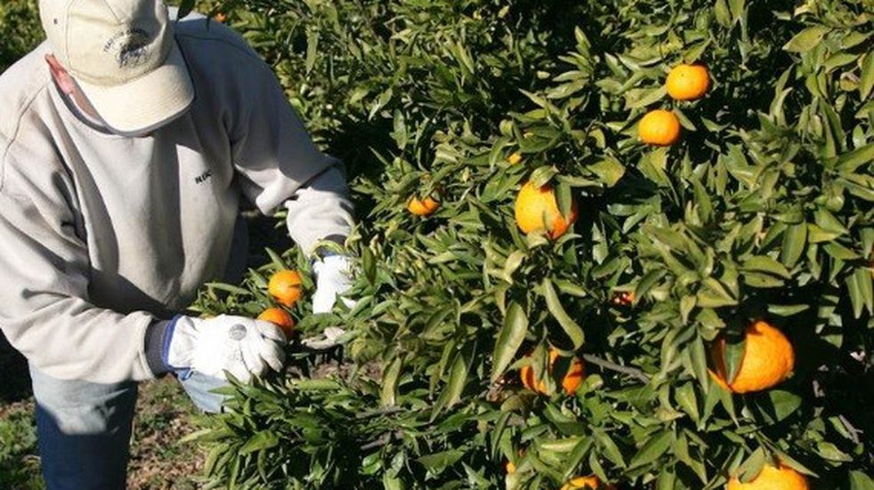 Recuerdan a los vecinos que al 30 de agosto  deben cosecharse  los árboles de cítricos