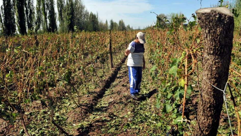 Se completaron los pagos indemnizatorios del Seguro Agrícola correspondientes  a la temporada 2020-2021