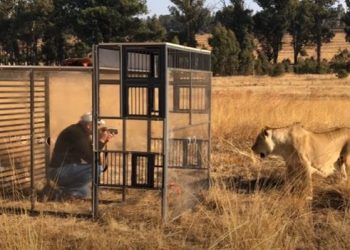 Se inauguró un “zoológico inverso” en Sudáfrica: los humanos están enjaulados y los leones los visitan