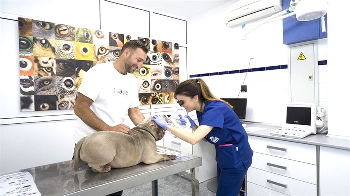 Vuelven a plantear la necesidad  de un hospital veterinario en San Rafael