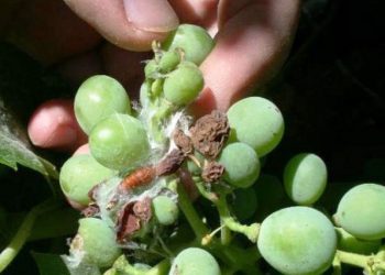 Solo 16 bloques del Sur requierentratamiento contra la polilla de la vid